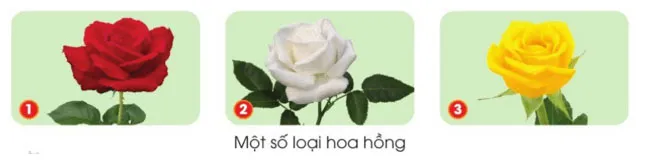 Công nghệ lớp 4 Bài 2: Một số loại hoa phổ biến