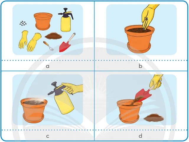 Công nghệ lớp 4 Bài 3: Gieo hạt và trồng cây hoa trong chậu