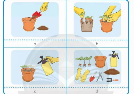 Công nghệ lớp 4 Bài 3: Gieo hạt và trồng cây hoa trong chậu