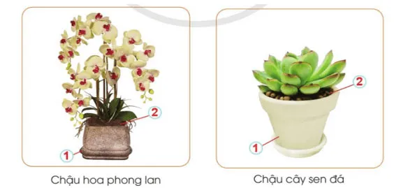 Công nghệ lớp 4 Bài 4: Chậu và giá thể trồng hoa, cây cảnh