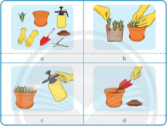 Công nghệ lớp 4 Bài 4: Trồng cây cảnh trong chậu