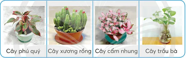 Công nghệ lớp 4 Bài 4: Trồng cây cảnh trong chậu