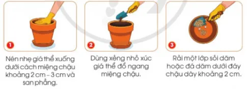 Công nghệ lớp 4 Bài 5: Gieo hạt và trồng cây con trong chậu