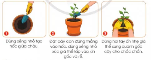 Công nghệ lớp 4 Bài 5: Gieo hạt và trồng cây con trong chậu