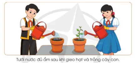 Công nghệ lớp 4 Bài 5: Gieo hạt và trồng cây con trong chậu