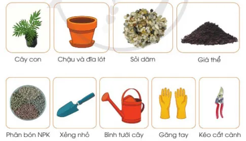 Công nghệ lớp 4 Bài 6: Trồng và chăm sóc hoa trong chậu