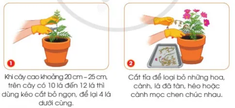 Công nghệ lớp 4 Bài 6: Trồng và chăm sóc hoa trong chậu