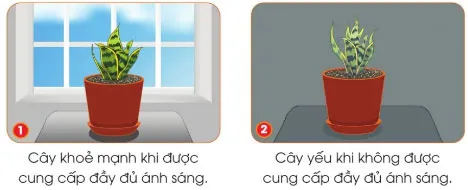 Công nghệ lớp 4 Bài 7: Trồng và chăm sóc cây cảnh trong chậu