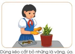 Công nghệ lớp 4 Bài 7: Trồng và chăm sóc cây cảnh trong chậu