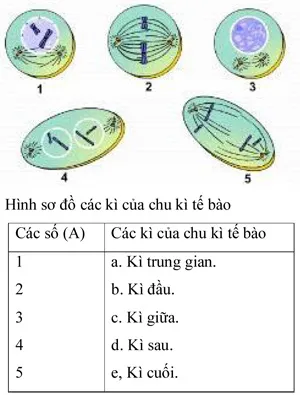 Đề kiểm tra học kì I lớp 9 môn Sinh học – Đề 1