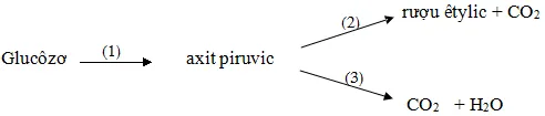 Đề thi học sinh giỏi tỉnh Hà Tĩnh môn Sinh học lớp 11 năm học 2010 – 2011