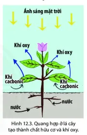 Địa lí 6 Bài 12: Lớp vỏ khí. Khối khí. Khí áp và gió trên trái đất