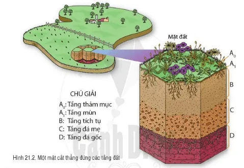 Địa lí 6 Bài 21: Lớp đất trên trái đất