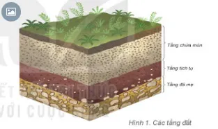 Địa lí 6 Bài 22: Lớp đất trên Trái Đất