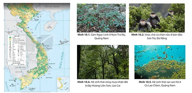 Địa lí 8 Bài 10: Sinh vật Việt Nam