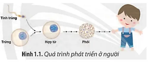 Giáo án chuyên đề Sinh học 10 sách Chân trời sáng tạo