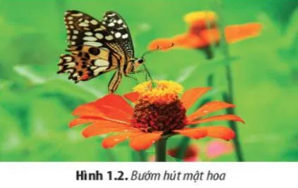 Giáo án Sinh học 10 sách Chân trời sáng tạo (HKI)