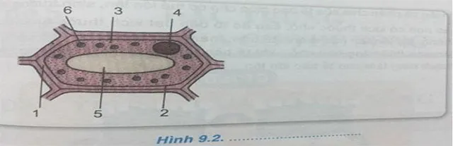 Gợi ý câu hỏi tự luận Mô đun 2 môn Khoa học tự nhiên THCS