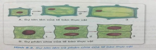 Gợi ý câu hỏi tự luận Mô đun 2 môn Khoa học tự nhiên THCS