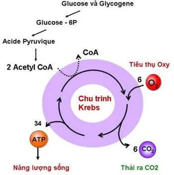 Hô hấp hiếu khí có ưu thế gì so với hô hấp kị khí