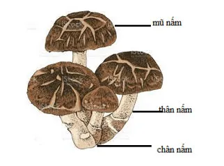 Khoa học lớp 4 Bài 19: Đặc điểm chung của nấm