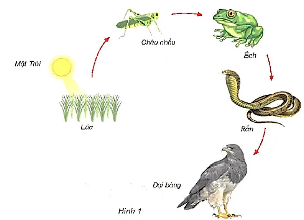 Khoa học lớp 4 Bài 30: Vai trò của thực vật trong chuỗi thức ăn