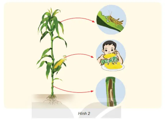 Khoa học lớp 4 Bài 30: Vai trò của thực vật trong chuỗi thức ăn