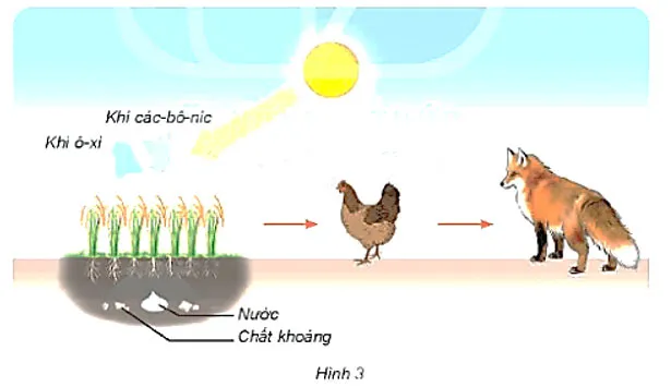 Khoa học lớp 4 Bài 30: Vai trò của thực vật trong chuỗi thức ăn