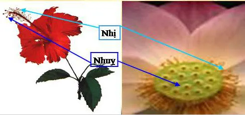 Khoa học lớp 5 Bài 51: Cơ quan sinh sản của thực vật có hoa