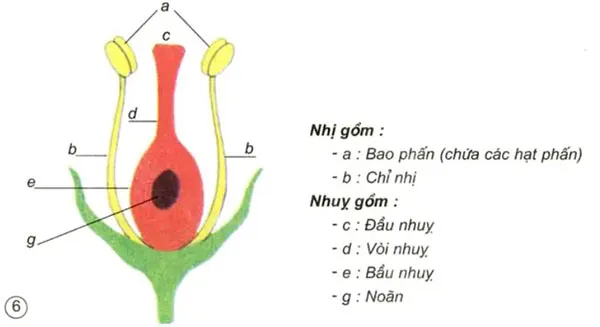 Khoa học lớp 5 Bài 51: Cơ quan sinh sản của thực vật có hoa