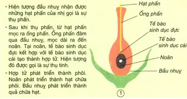 Khoa học lớp 5 Bài 52: Sự sinh sản của thực vật có hoa