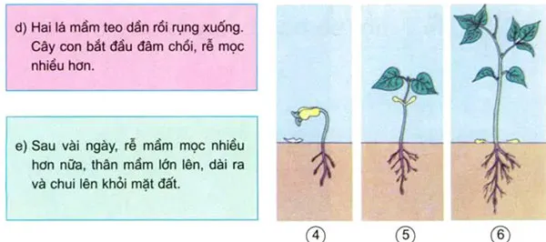 Khoa học lớp 5 Bài 53: Cây con mọc lên từ hạt