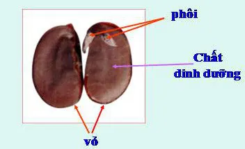 Khoa học lớp 5 Bài 53: Cây con mọc lên từ hạt