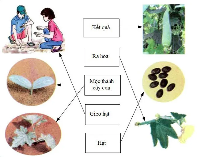 Khoa học lớp 5 Bài 53: Cây con mọc lên từ hạt