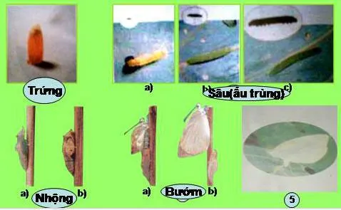 Khoa học lớp 5 Bài 56: Sự sinh sản của côn trùng