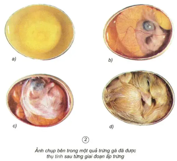 Khoa học lớp 5 Bài 58: Sự sinh sản và nuôi con của chim