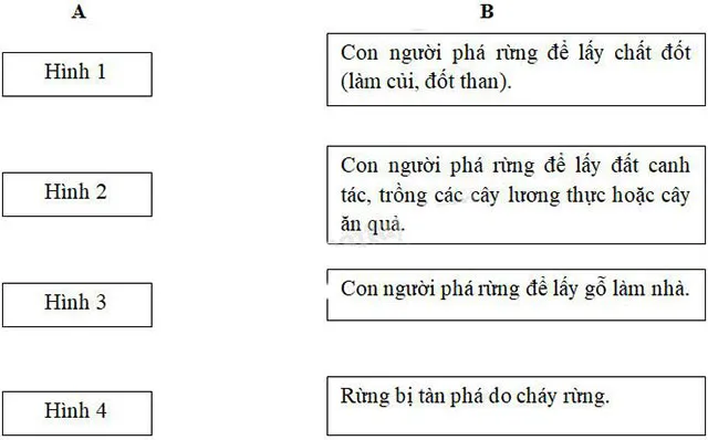 Khoa học lớp 5 Bài 65: Tác động của con người đến môi trường rừng