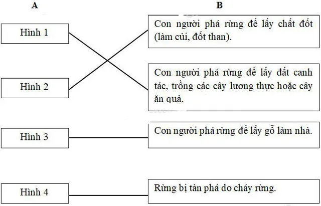 Khoa học lớp 5 Bài 65: Tác động của con người đến môi trường rừng