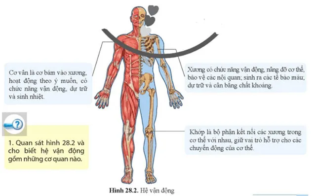 KHTN 8 Bài 28: Hệ vận động ở người