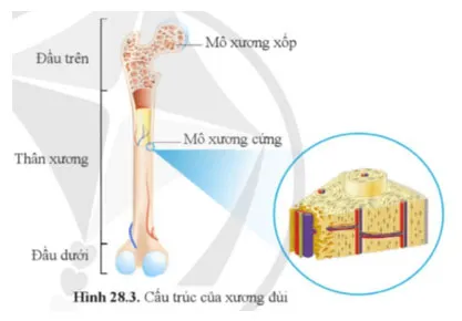 KHTN 8 Bài 28: Hệ vận động ở người