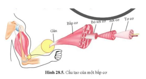 KHTN 8 Bài 28: Hệ vận động ở người