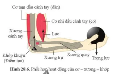 KHTN 8 Bài 28: Hệ vận động ở người