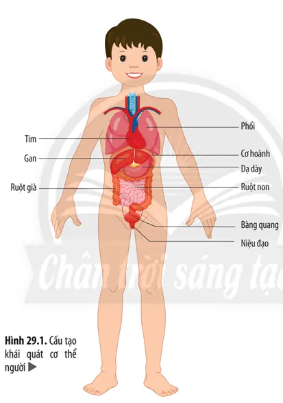 KHTN 8 Bài 29: Khái quát về cơ thể người