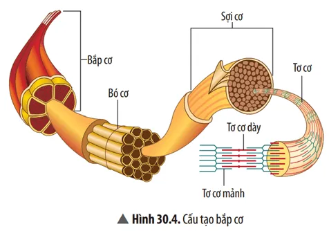 KHTN 8 Bài 30: Hệ vận động ở người