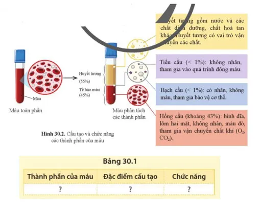 KHTN 8 Bài 30: Máu và hệ tuần hoàn ở người