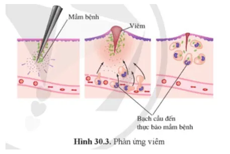 KHTN 8 Bài 30: Máu và hệ tuần hoàn ở người