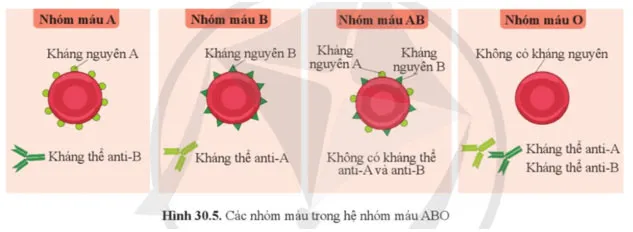 KHTN 8 Bài 30: Máu và hệ tuần hoàn ở người