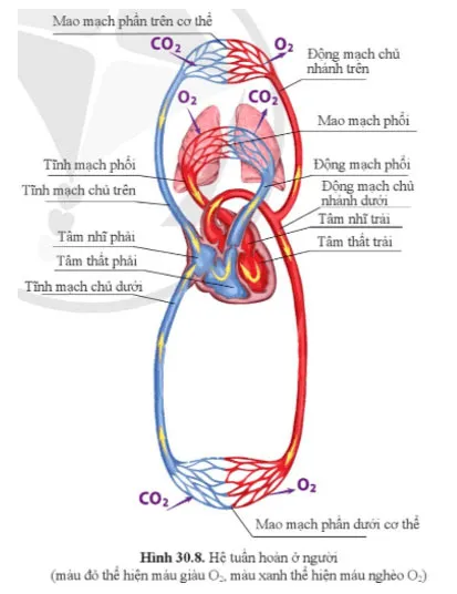 KHTN 8 Bài 30: Máu và hệ tuần hoàn ở người