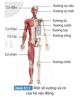 KHTN 8 Bài 31: Hệ vận động ở người