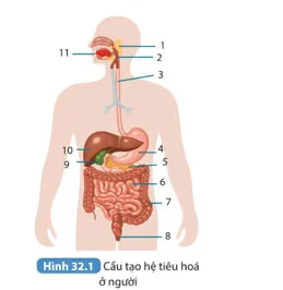 KHTN 8 Bài 32: Dinh dưỡng và tiêu hóa ở người